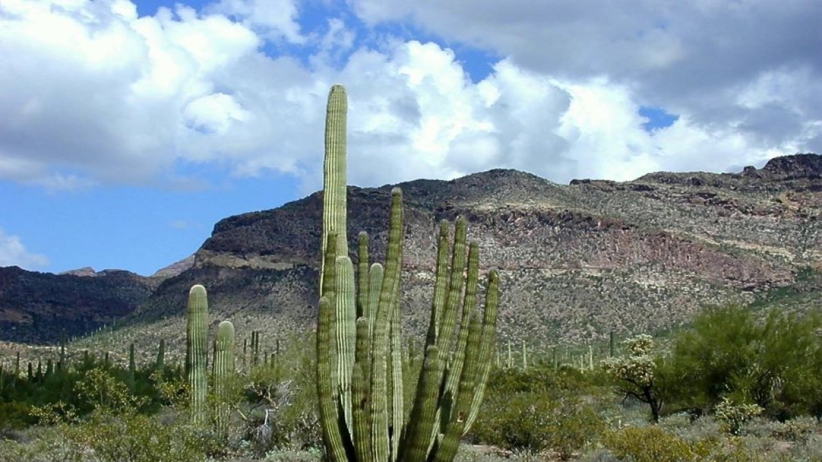 Desierto de Arizona