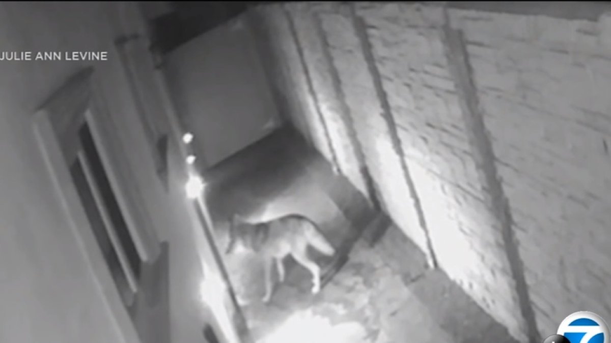 Coyote Woodland Hills