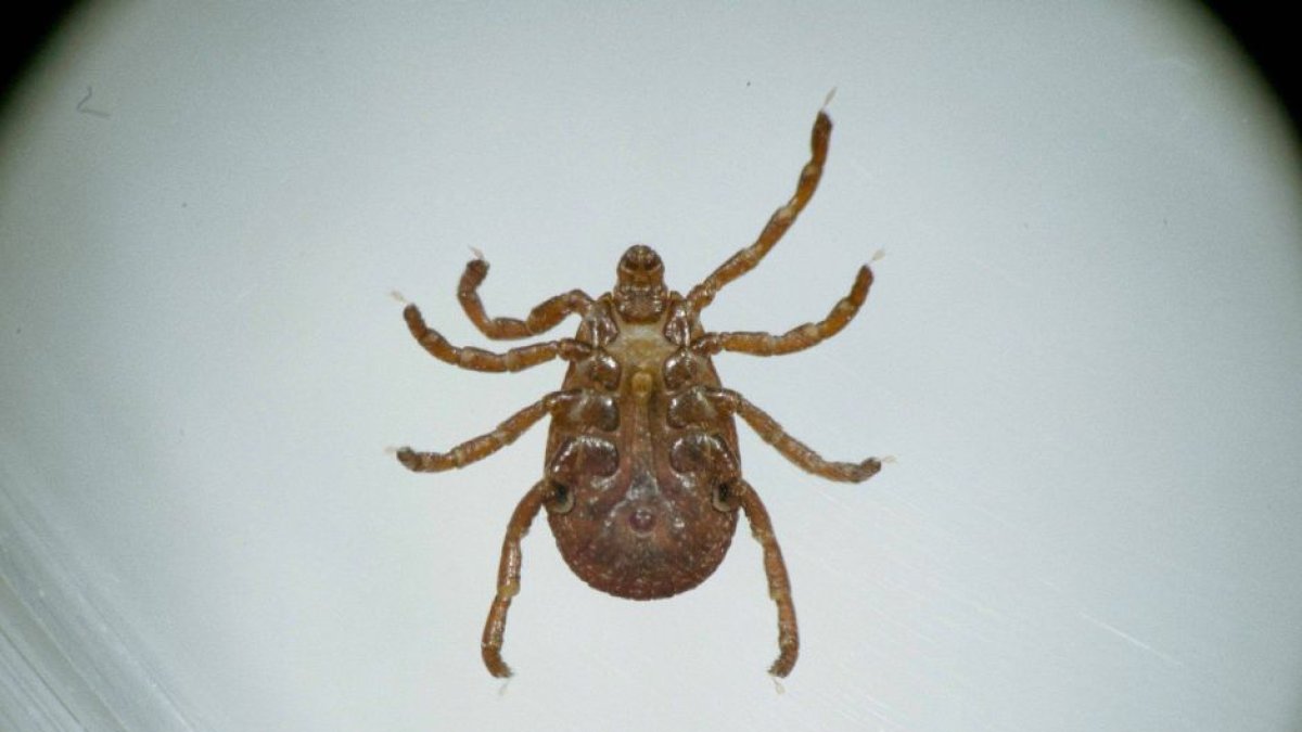 Los CDC alertan sobre el auge de una alergia potencialmente mortal a la carne por la picadura de una garrapata (CordonPress)