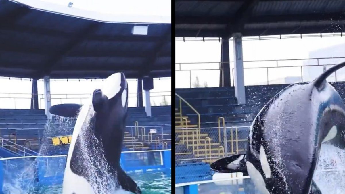 (Twitter: Miami Seaquarium)