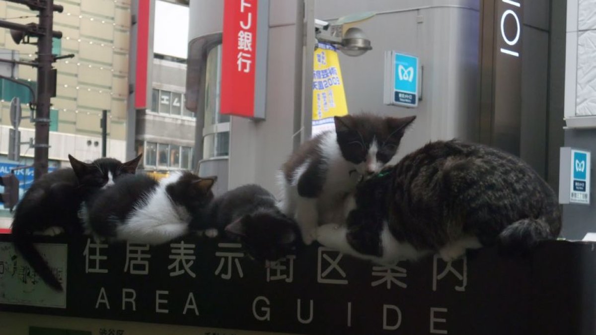 (Wikimedia Commons: Kentaro Ohno)