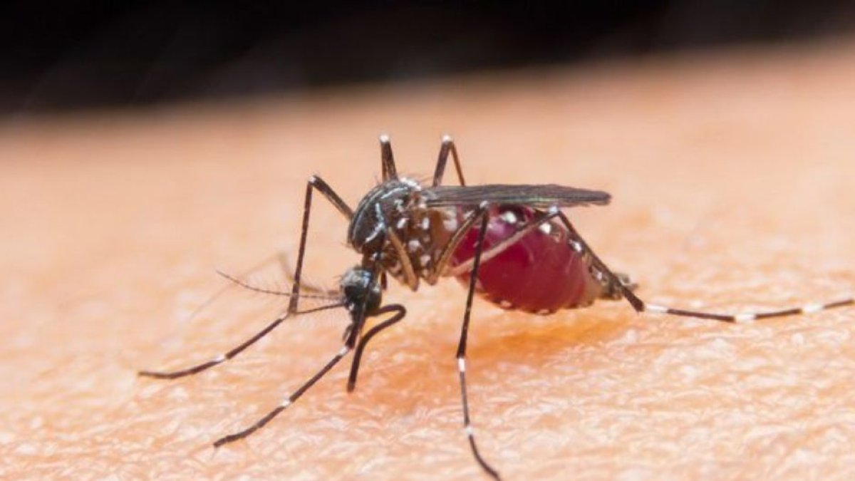 La fiebre amarilla se transmite a través de los mosquitos