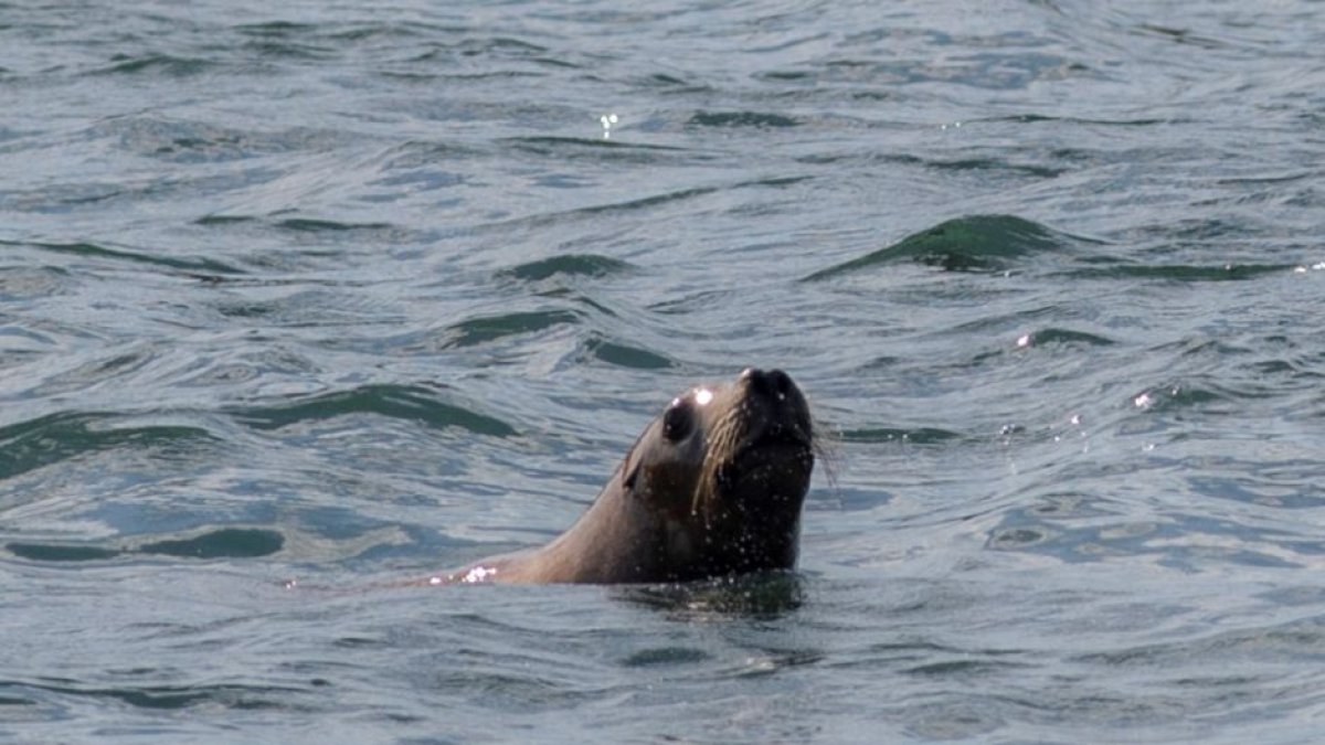 Lobo marino (Pablo Porcíuncula/AFP)