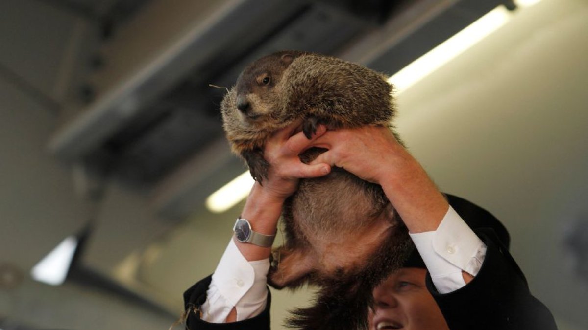Punxsutawney groundhog Phil.
