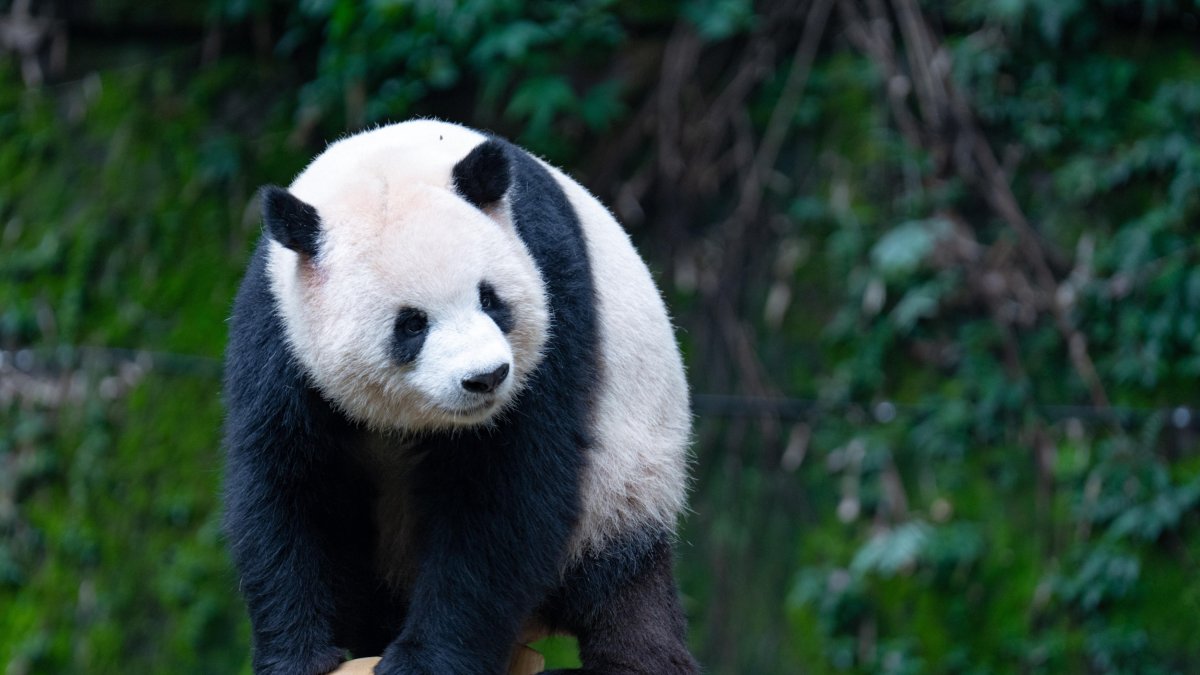 Imagen de archivo de un oso panda gigante en el zoo de Chongquing celebrando su quito cumpleaños el 23 de junio de 2024