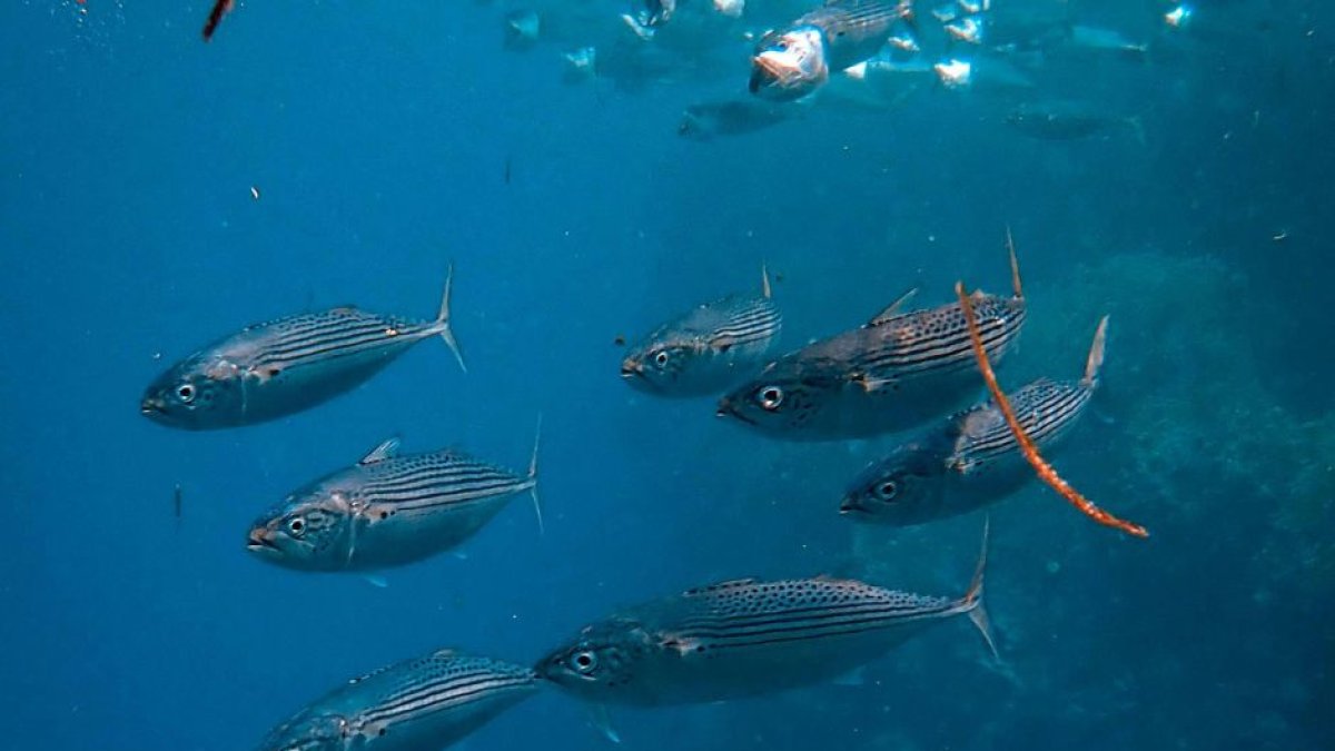 Peces en el mar