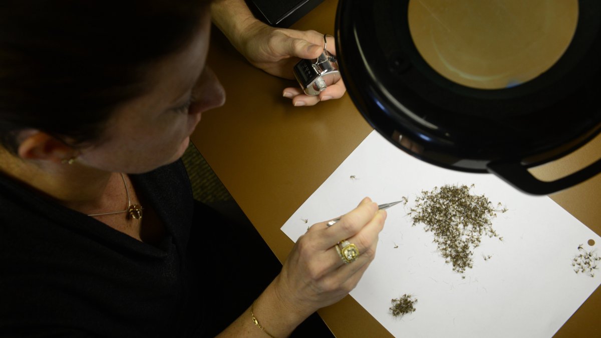 Imagen de archivo de un análisis del virus de encefalitis equina oriental