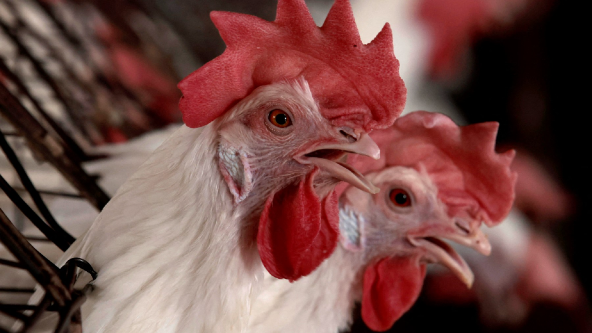 Pollos en una granja avícola