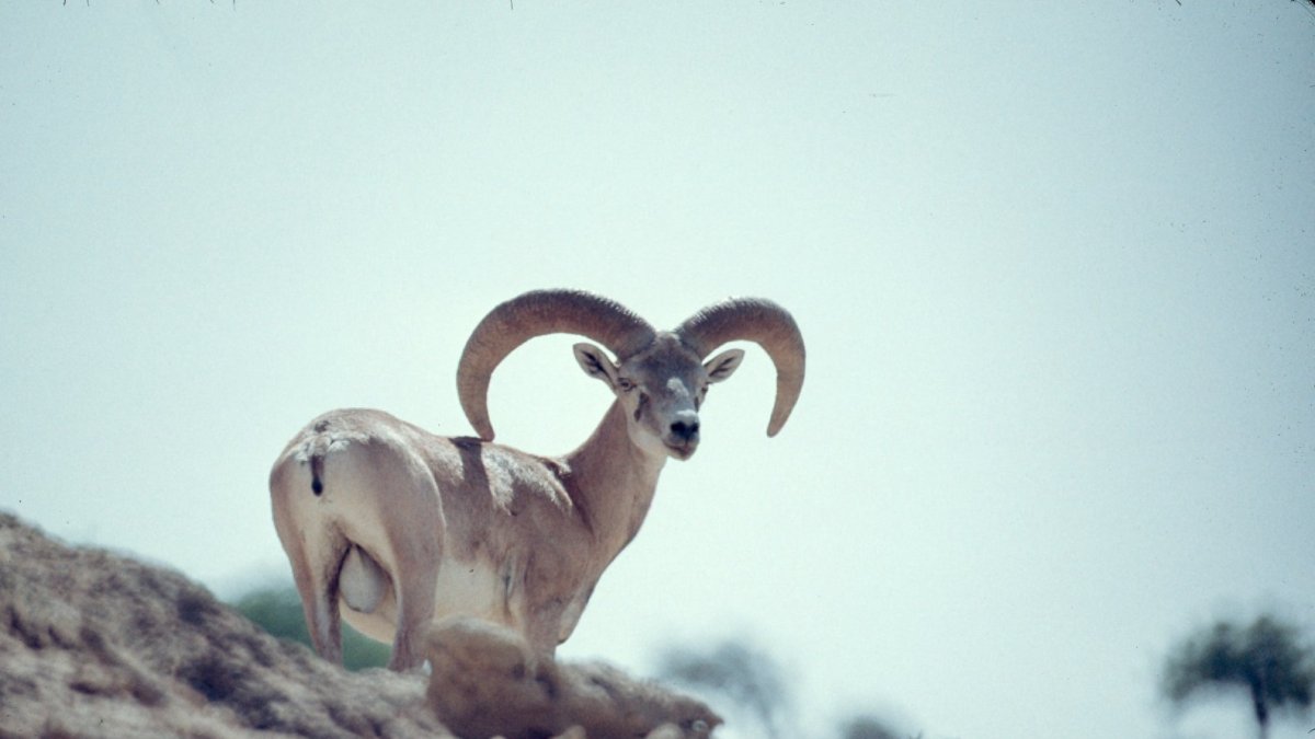 A wild specimen of Ovis ammon in its natural habitat.