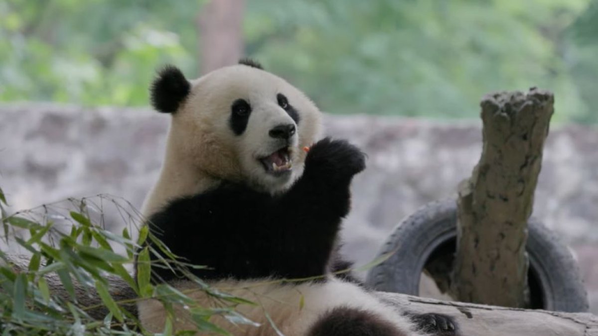 Giant panda Qing Bao