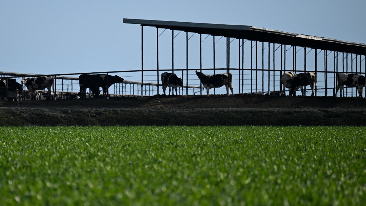 Vacas de pie en una granja de California.