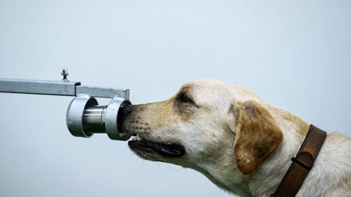 Un perro durante una prueba científica.
