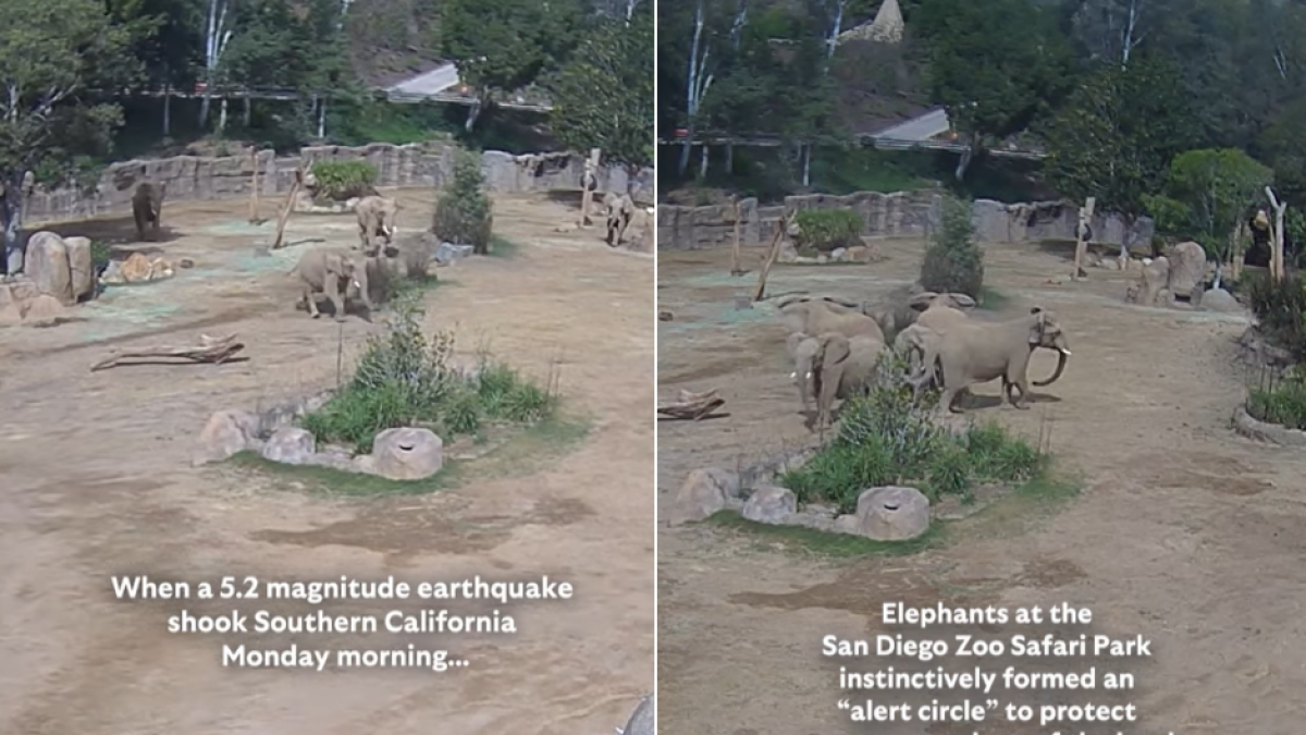 Terremoto en el San Diego Zoo Safari Park