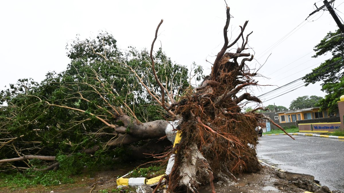 A tree uprooted after the passage of 'Melissa' through Jamaica.