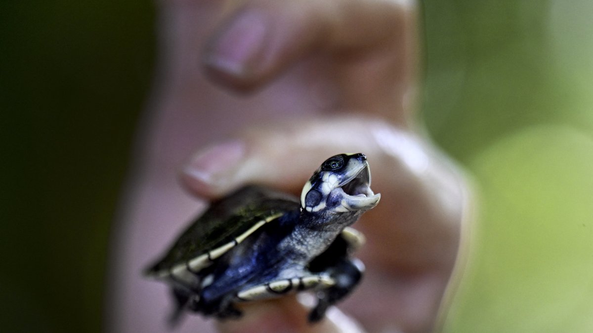 Una persona sostiene una tortuga pequeña (Archivo)