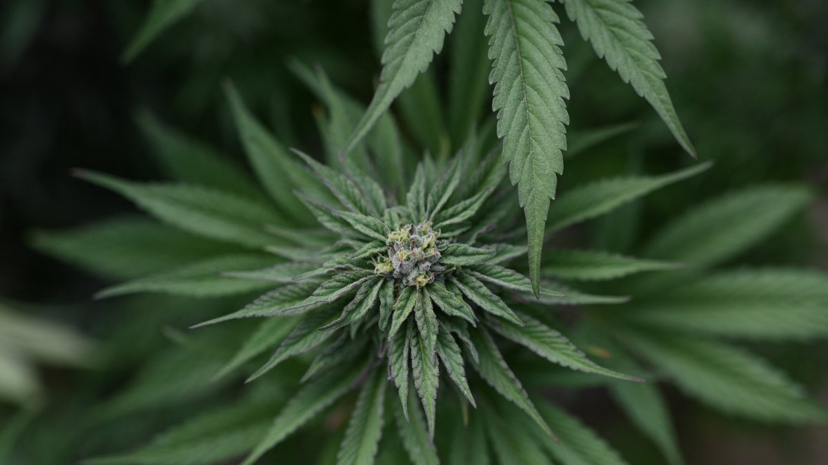 Marijuana plant. File image