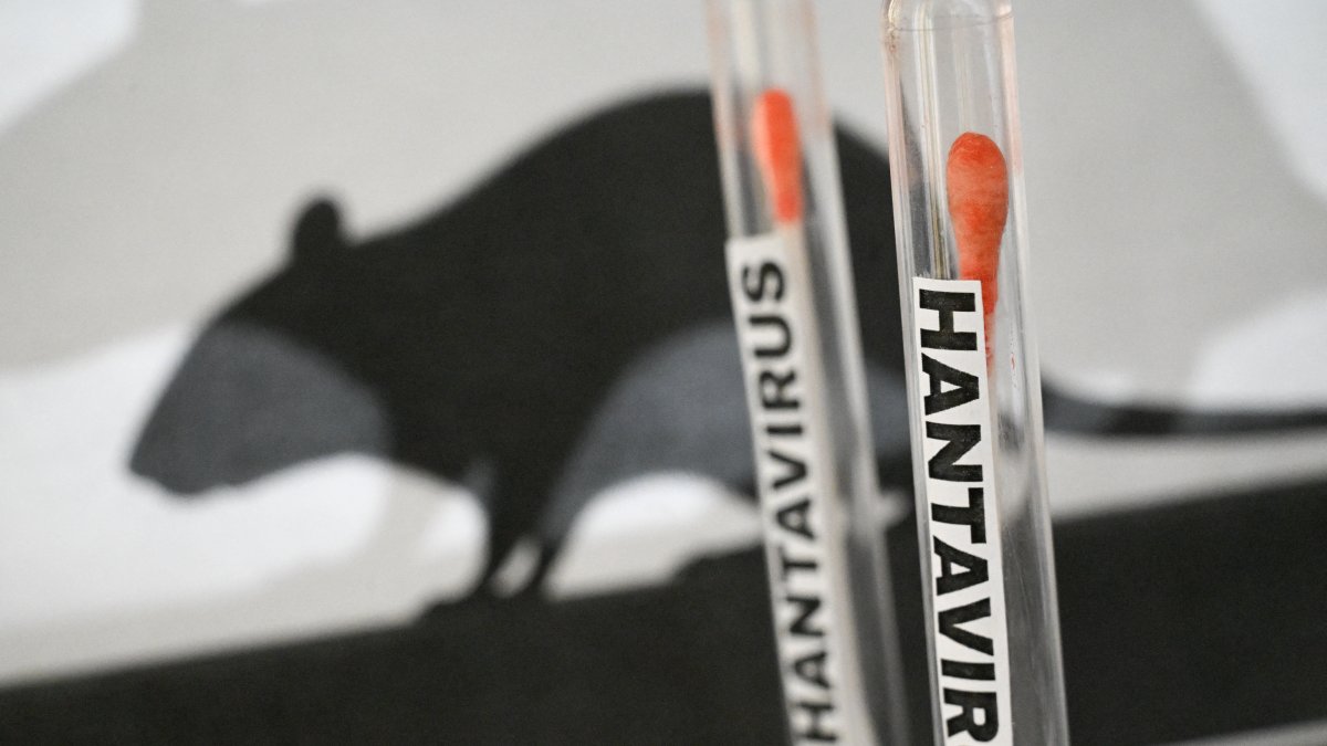 Illustration of a hantavirus testing concept with laboratory tubes (File).