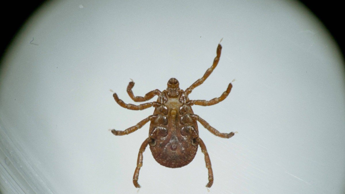 Reference image of a tick