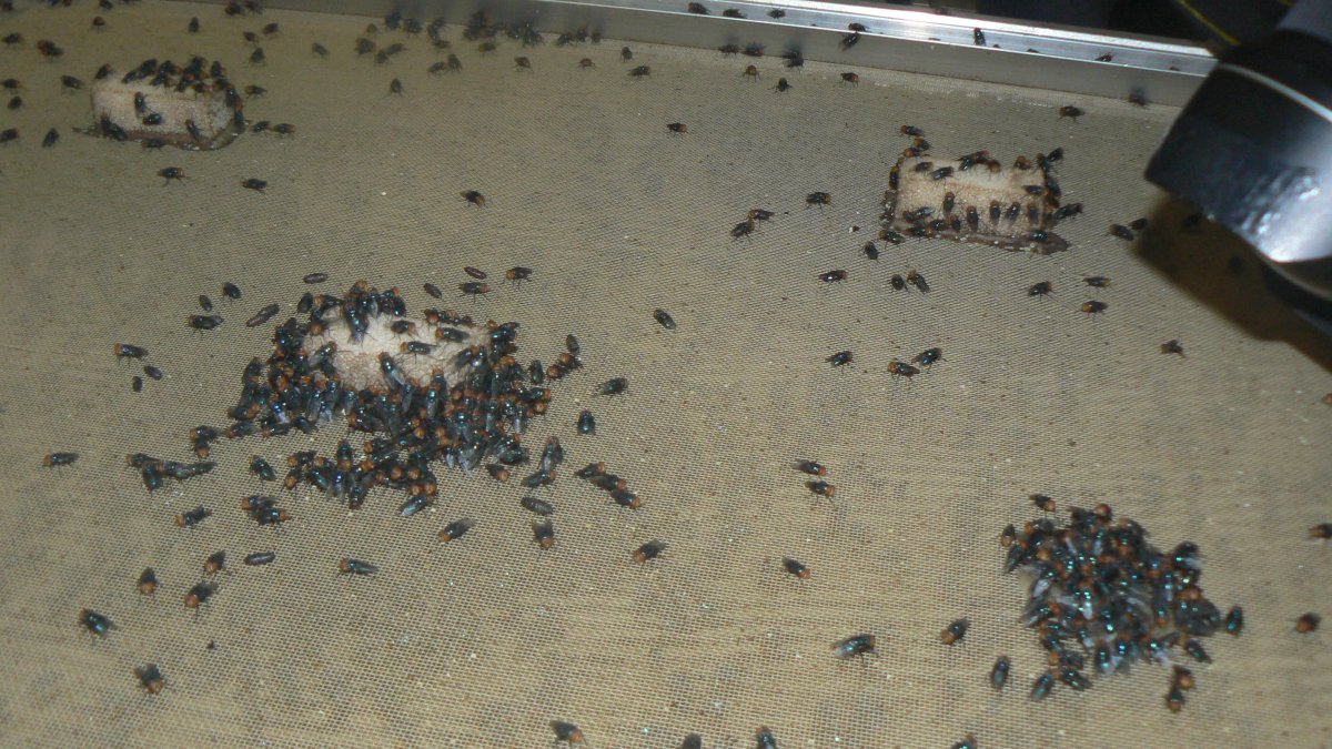 Photograph of a tray with screw fly flies.