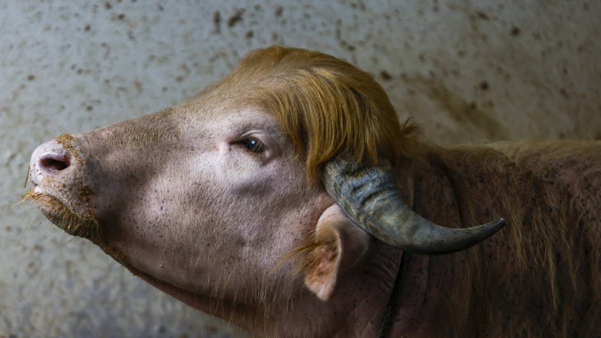 Image of the albino buffalo nicknamed 