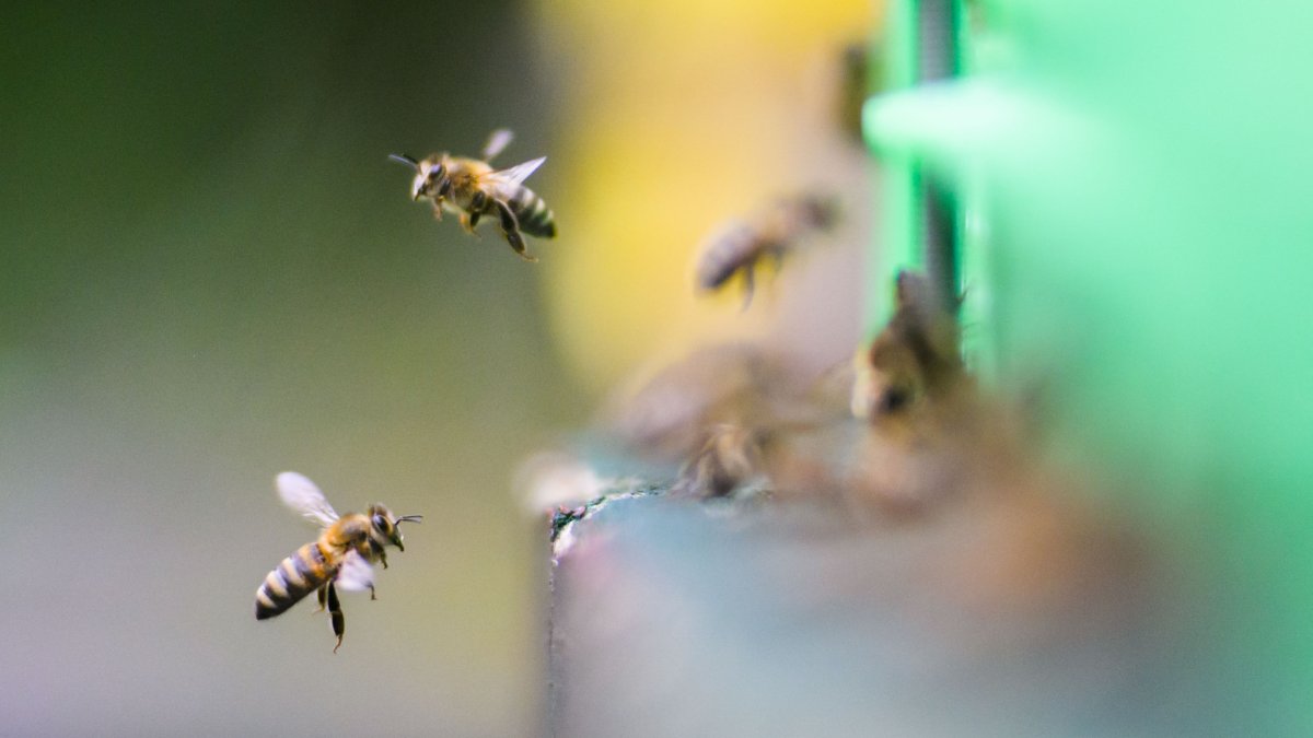 Imágenes de abejas (Archivo)