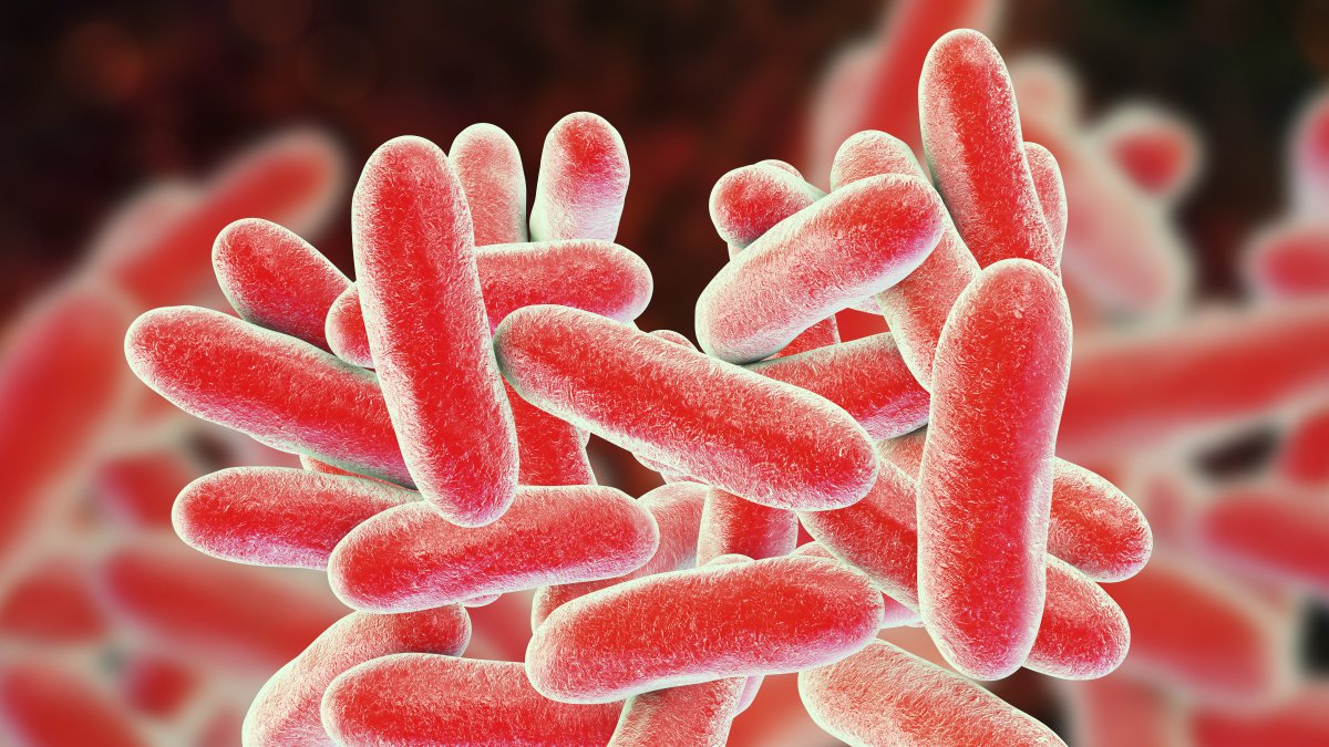 Illustration of the Legionella bacterium
