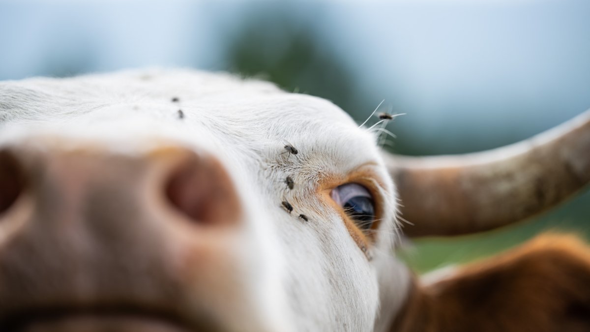 Flies on livestock (File photo)