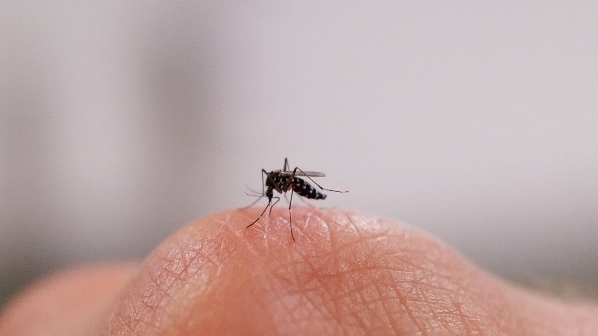An image of a mosquito on a hand (File photo)