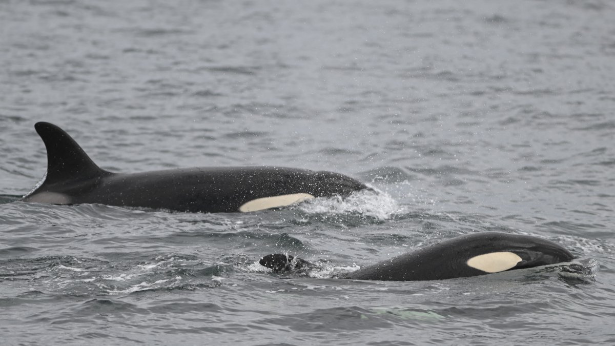 Vista general de una orca, también conocida como ballena asesina, en el Mar del Norte