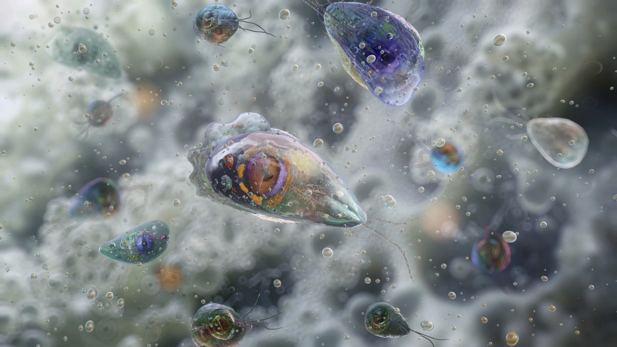 Imagen de Naegleria fowleri