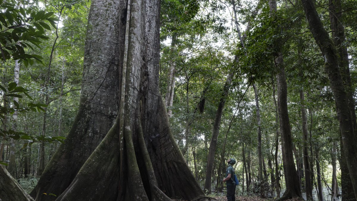A ceiba tree in the Amazon rainforest.