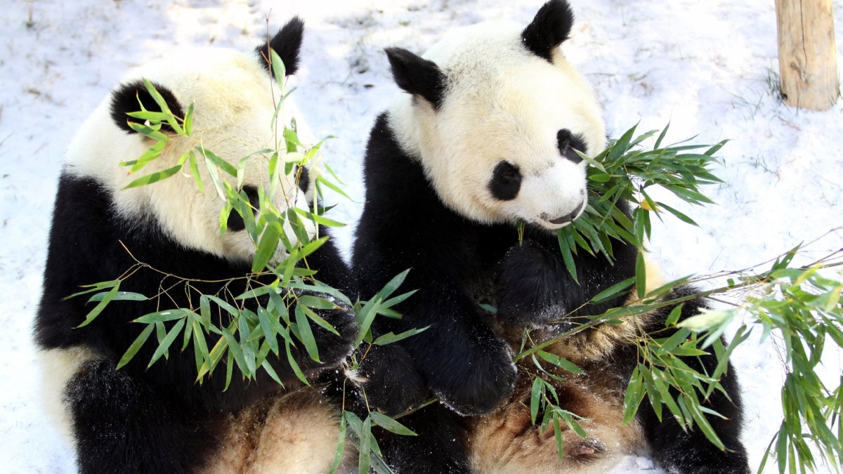 Two pandas are eating bamboo