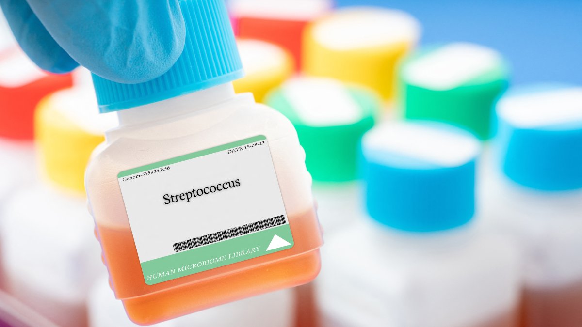Streptococcus bacteria (File photo)