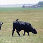 Ganado vacuno en un campo de Texas
