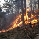 En esta fotografía facilitada por el Servicio Forestal de EEUU el 25 de agosto de 2015 se muestra el incendio de Carpenter Road en la reserva india de Spokane, cerca de Wellpinit, en el estado de Washington. A fecha de 25 de agosto, el incendio de Carpenter Road abarca 37 132 acres (15 026 hectáreas) y está controlado en un 20 %.  FOTO DE AFP / CEDIDA / SERVICIO FORESTAL DE EE. UU.      == USO EXCLUSIVAMENTE EDITORIAL / CRÉDITO OBLIGATORIO: «FOTO DE AFP / CEDIDA / SERVICIO FORESTAL DE EE. UU.» / PROHIBIDO SU USO CON FINES COMERCIALES O EN CAMPAÑAS PUBLICITARIAS / DISTRIBUIDA COMO SERVICIO A LOS CLIENTES