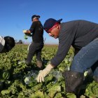 Hispanic workers in California, in a file photo.