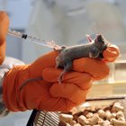 Un ingeniero del CNRS anestesia a un ratón antes de introducir en su útero un embrión con células madre para establecer una línea modificada genéticamente, el 9 de febrero de 2012, en el Centre d'Immunologie de Marseille-Luminy (CIML)