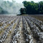 Se ve algodón en un campo mientras los agricultores recogen la cosecha de un campo de 140 acres en el condado de Ellis, cerca de Waxahatchie, Texas, el 19 de septiembre de 2022.