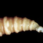 NEW_WORLD_SCREWWORM