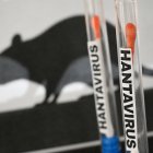 Ilustración de un concepto de prueba de hantavirus con tubos de laboratorio (Archivo)