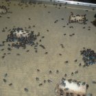 Fotografía de una bandeja con moscas de la mosca barrenadora