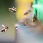 Imágenes de abejas (Archivo)