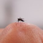 Una imagen de un mosquito sobre una mano (Archivo)