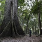 Una ceiba en la selva amazónica.
