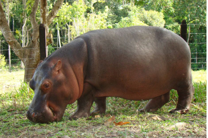 Hipopótamo Vanessa - Pablo Escobar
