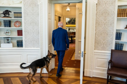 Commander, el perro de Joe Biden